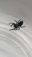 Phidippus borealis