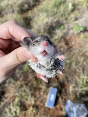 Onychomys leucogaster