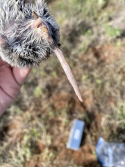 Onychomys leucogaster