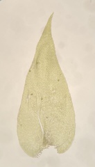 Plagiothecium cavifolium