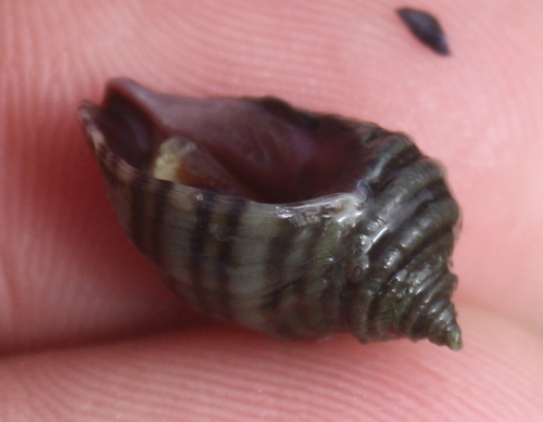 Muricidae