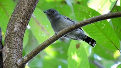 Thamnophilus punctatus