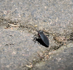 Sephina subulata