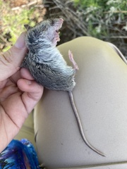 Peromyscus attwateri