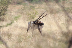 Antilope cervicapra