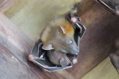 Cynopterus brachyotis