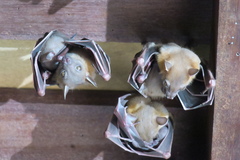 Cynopterus brachyotis