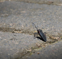 Sephina subulata