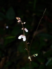 Desmodium axillare