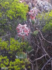 Cotyledon orbiculata orbiculata