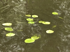 Nuphar lutea
