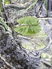 Nuphar lutea