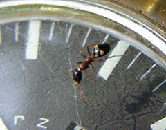 Dolichoderus quadripunctatus