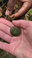 Hydrocharis morsus-ranae