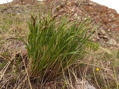 Festuca sibirica