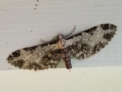 Eupithecia ravocostaliata