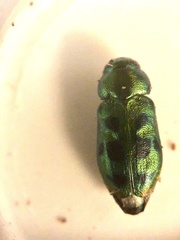 Knowltonia calida