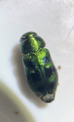 Knowltonia calida