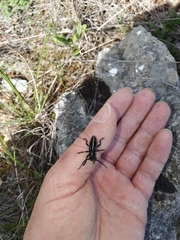 Dorcadion fuliginator