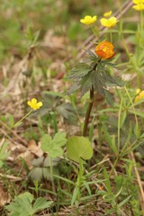 Trollius asiaticus