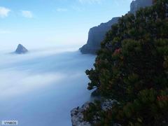 Leucadendron strobilinum
