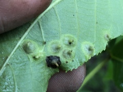 Phylloxera caryaefoliae