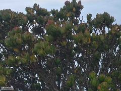 Leucadendron strobilinum
