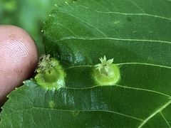 Phylloxera caryaefoliae