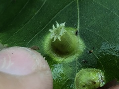 Phylloxera caryaefoliae