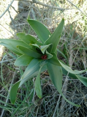 Fritillaria persica