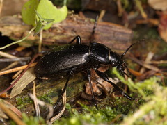 Carabus aeruginosus