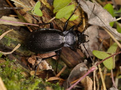 Carabus aeruginosus