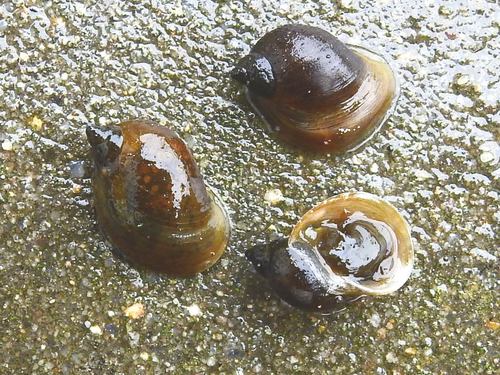 Wandering Snail, 4307 Oosterland, Netherlands, photo 4 of 10
