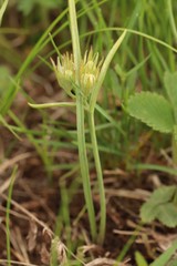 Gagea fedtschenkoana
