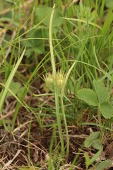 Gagea fedtschenkoana
