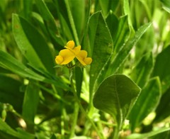 Scorpiurus muricatus