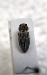 Chrysobothris deserta