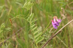 Vicia multicaulis