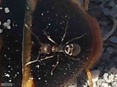 Anoplolepis steingroeveri