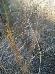 Gypsophila capillaris