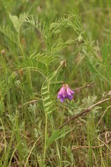 Vicia multicaulis