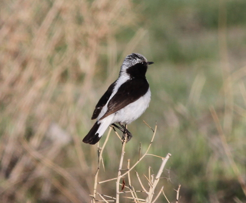 Finsch's Wheatear