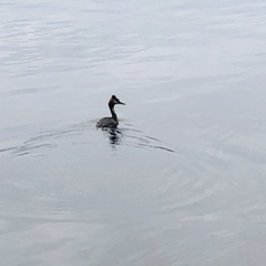 Podiceps cristatus
