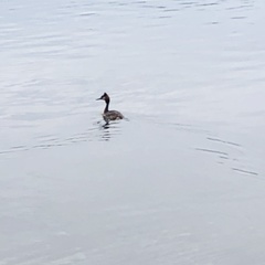 Podiceps cristatus