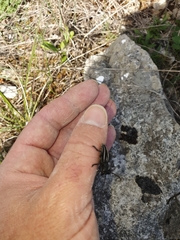 Dorcadion fuliginator