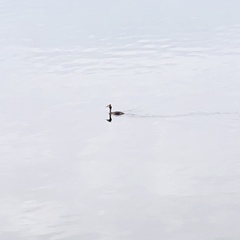 Podiceps cristatus