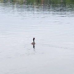 Podiceps cristatus