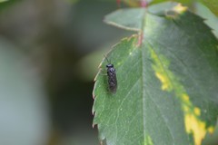 Allantus cinctus