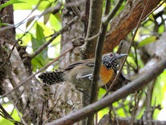 Pheugopedius rutilus