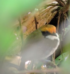 Myrmoborus leucophrys